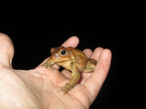 American toad in transit.  Photo: Karen Ruzycki