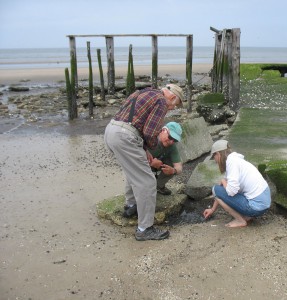 Shorebird Steward Liz Hermosa shows beach visitors a clump of horseshoe crab eggs on Cook's beach. 