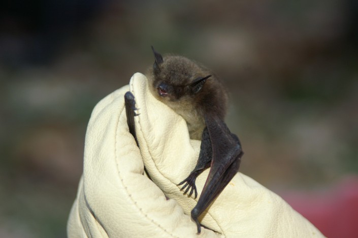 Little brown bat thumbhugger