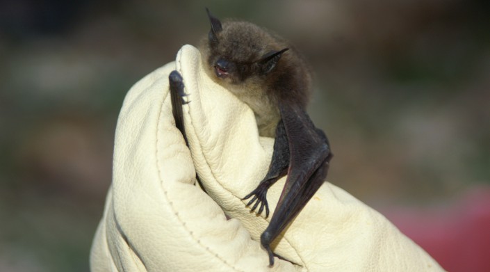 A little brown bat, one of several bat species which will be added to the state's list of Endangered species. Photo by MacKenzie Hall.