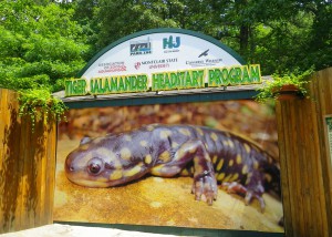 Eastern tiger salamander Headstart Program at Cape May County Zoo