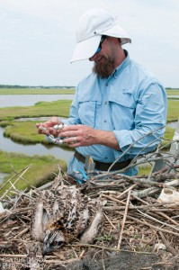 Ben banding osprey young at a nest on Great Bay. © Ray Hennessy