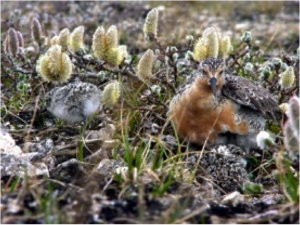 A red knot with his brood of chicks.