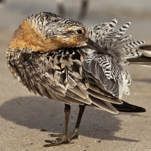 Find beautiful photographs like this one of a red knot preening on our new shorebird page. © Jan van de Kam