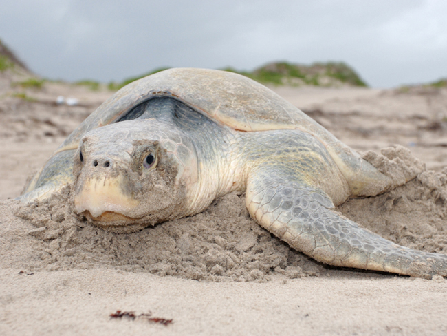 Kemp's Ridley sea turtle listed an federally  endangered in 1970 (photo Seth Patterson)