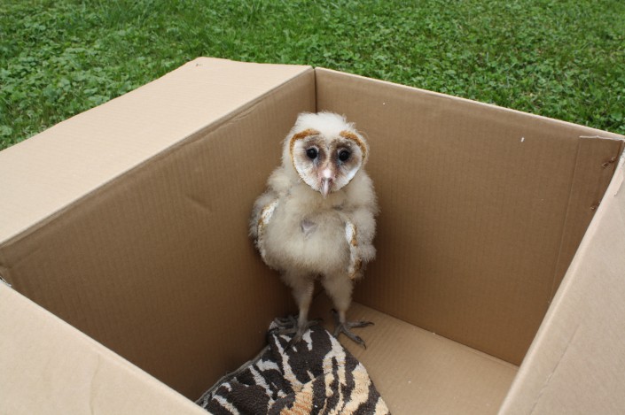 A young Barn Owl, healed of a leg fracture and about to be returned to its nest.  Photo by MacKenzie Hall