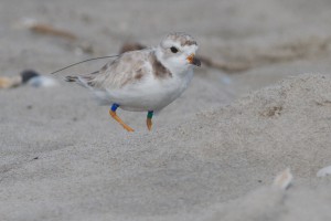 Piping plover outfitted with color bands and radio transmitter. (Photo courtesy of Tom Reed)