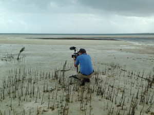 Videographer Matt McCoy of Loggerhead Productions "stalking" piping plovers