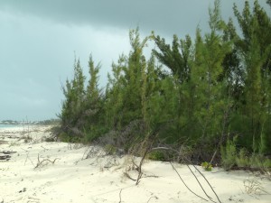 Casuarina on Treasure Cay Beach, Abaco, Bahamas