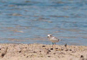 Nessie is a piping plover that was banded in Stone Harbor, New Jersey this past summer. She was last seen in NJ on July 2 after her nest failed. On September 29 she was resighted on Abaco, Bahamas.