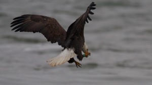 NJ banded eagle at Conowingo Dam, MD © Kevin Smith