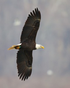 NJ banded eagle at Conowingo Dam, MD © Kevin Smith