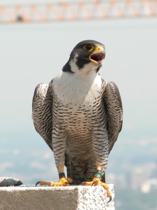 The adult male that nests here is a ten years old and has been nesting here since 2006. © Kathy Clark/ENSP