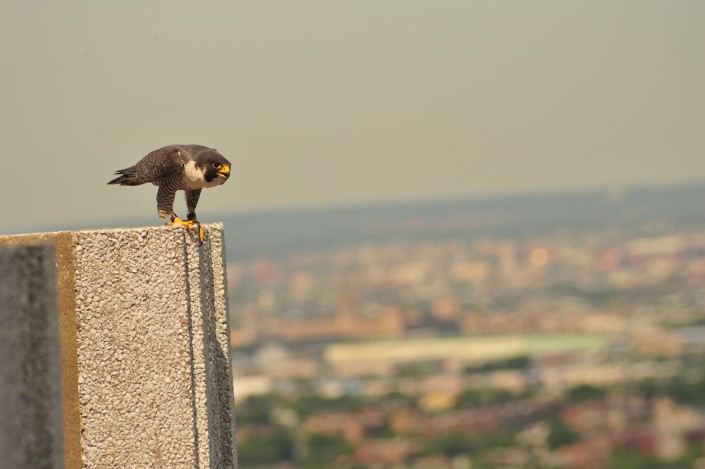 Tiercel peregrine falcon at Jersey City. © Kathy Clark/ENSP