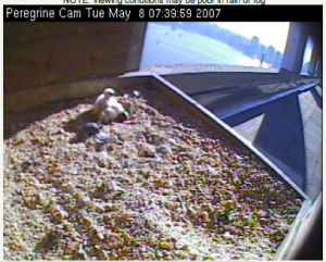 Peregrine nestlings in the nestbox at 101 Hudson St.