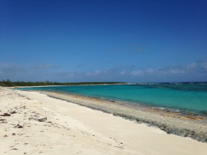 Piping plover roosting beach on the island of Eleuthera, Bahamas.