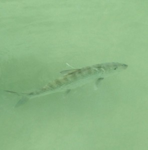 Bonefish released after tagging at Plum Creek, Eleuthera.