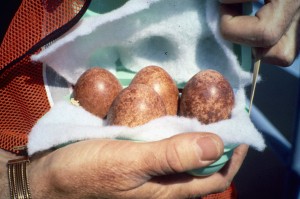 Eggs taken from bridge for incubation. Courtesy NJDFW.