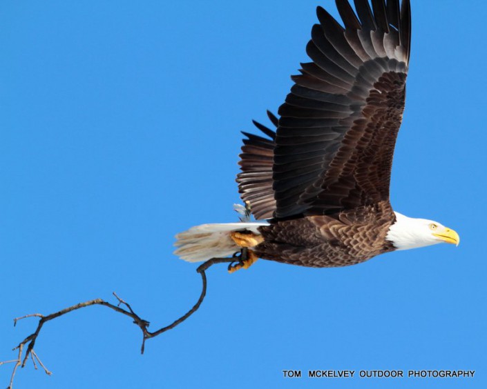 Adult with nesting material. ©Tom McKelvey