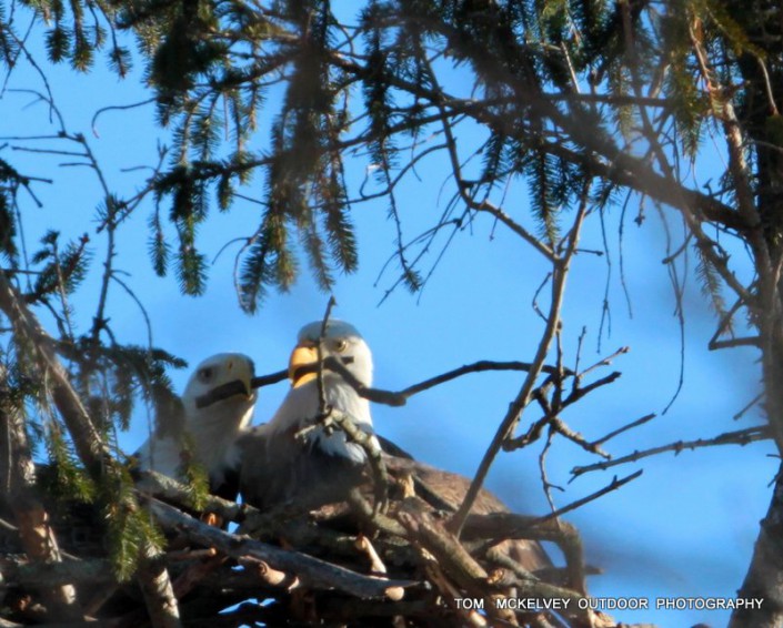 A pair works on their nest. ©Tom McKelvey