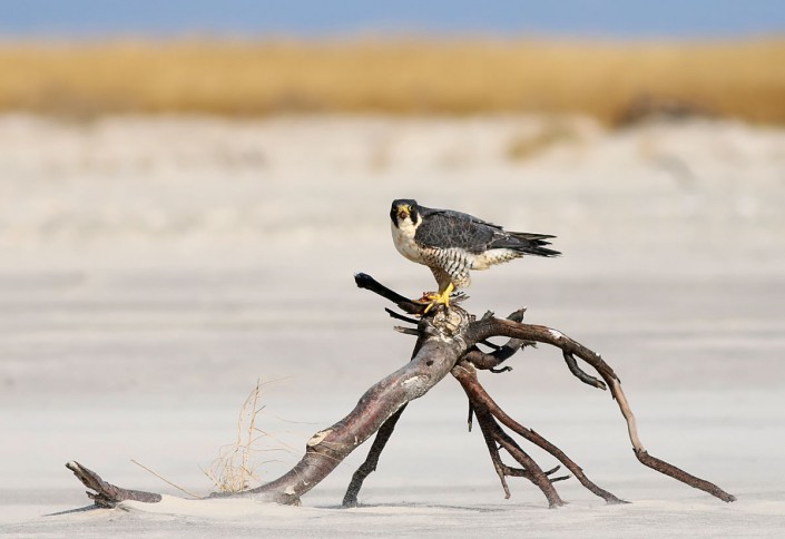 Peregrines are now common residents of NJ's coast. Photo by Northside Jim.