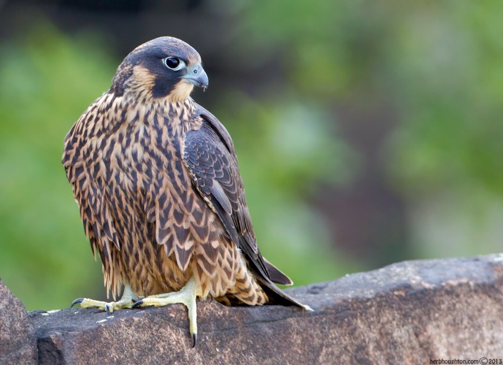 Juvenile peregrine falcon. © Herb Houghton