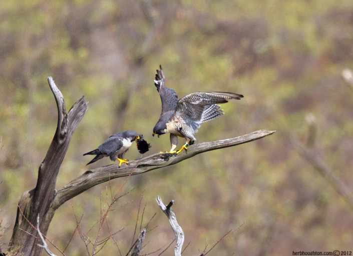 Prey delivery strengthens the pair bond. © Herb Houghton