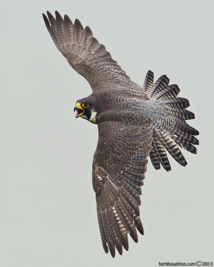 Herb watches the peregrines dive bomb red tailed hawks and eagles along the Hudson River. © Herb Houghton