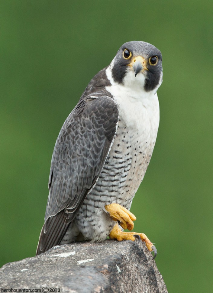 Here's a portrait of the unbanded male that nests along the cliffs of the Palisades. © Herb Houghton