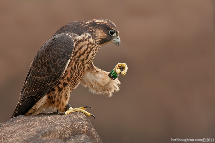 Is it lunch time yet...? © Herb Houghton