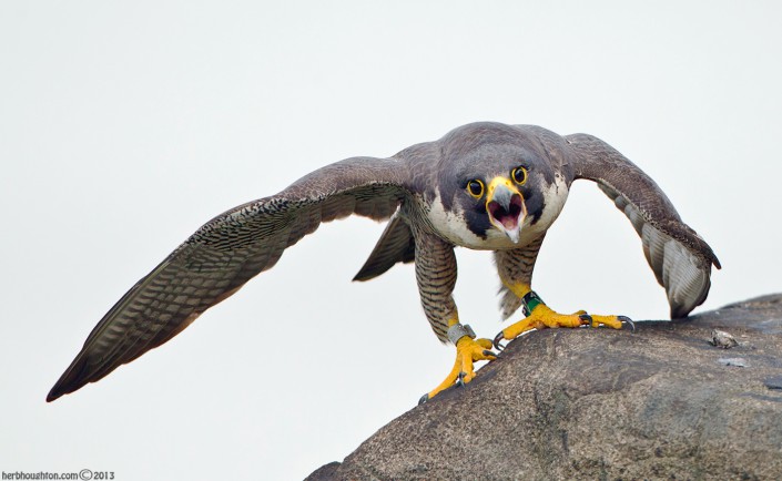 The fierce look of a female peregrine. © Herb Houghton