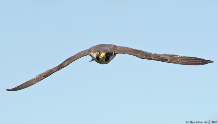 Peregrines have a streamlined profile. Built for extreme speed and maneuverability. © Herb Houghton