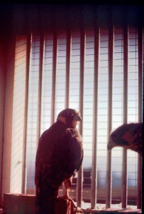 Young peregrine in hack cage. Courtesy NJDFW