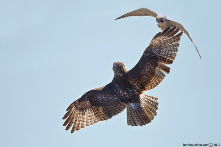 Peregrine harassing a red tailed hawk. © Herb Houghton