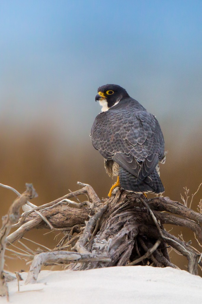 Jim's enthusiasm for engaging unwary visitors of the rare (wild) residents of LBI through his popular blog and remarkable photography is a huge benefit to raising awareness for these species. Photo by Northside Jim.