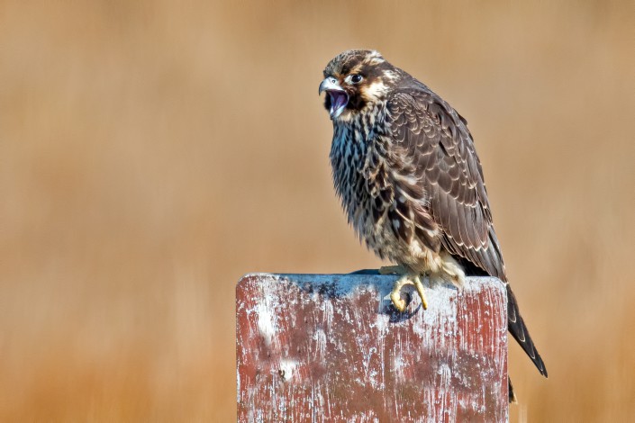 Juvenile peregrine at Forsythe NWR.  © Brian Kushner