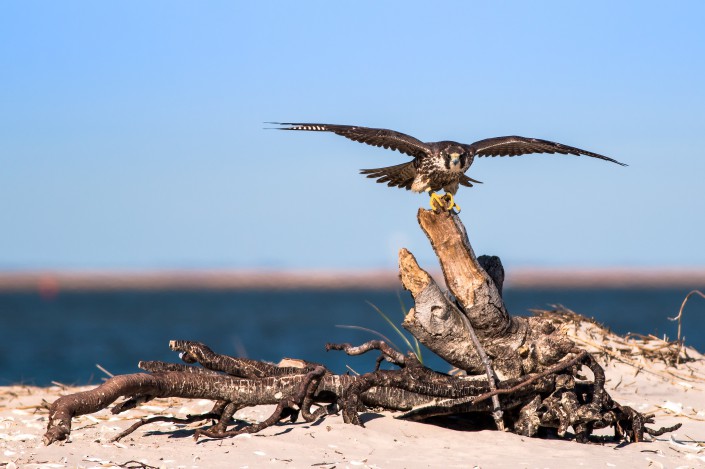 Jim has become quite the fan of peregrine falcons and ospreys in NJ. Photo by Northside Jim.