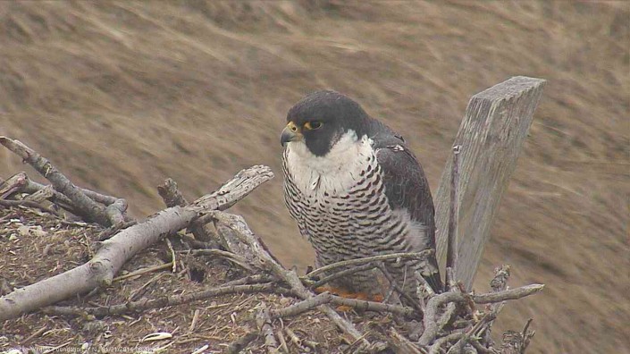 This morning a female peregrine was perched on the osprey cam nest at Forsythe NWR. 