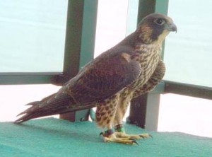 2/6 after fledging in 2003.