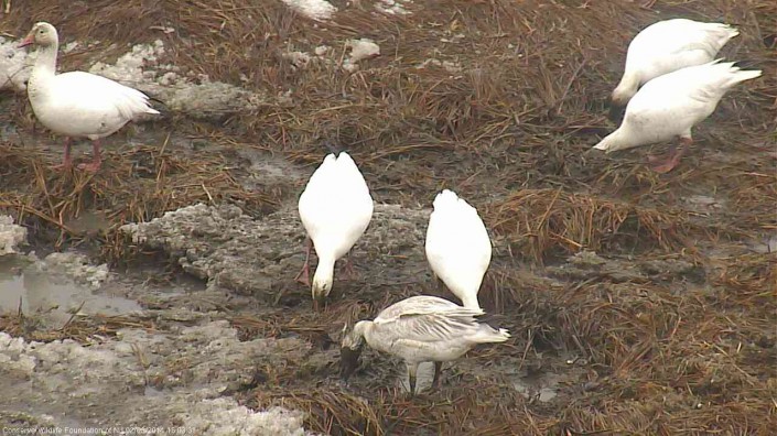 Snow geese have been foraging all around the osprey nest.