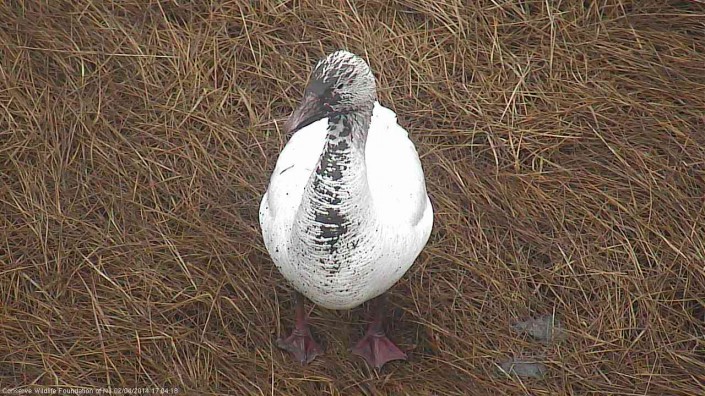 Snow goose