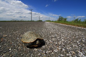 Female terrapin on Great Bay Blvd. © Ben Wurst