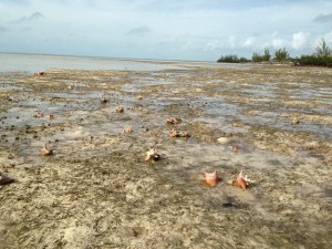  A tidal flat at Cross Harbour – only a handful of piping plovers, but conch as far as the eye could see.