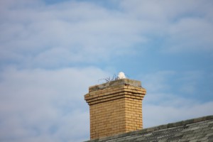 Snowy Owl at Sandy Hook, one of many owls that are overwintering in New Jersey. (c) Charlene Smith