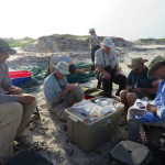 Joe Smith, Mark Peck, Ana Paula, Humphrey Sitters, this author, and Steve Gates process our first catch of 9 turnstones and 40 sanderlings. Two of the turnstones had geolocators from last year, a digital bonanza that we can’t unlock until we get home. (this photo was taken by Carolina Linder)