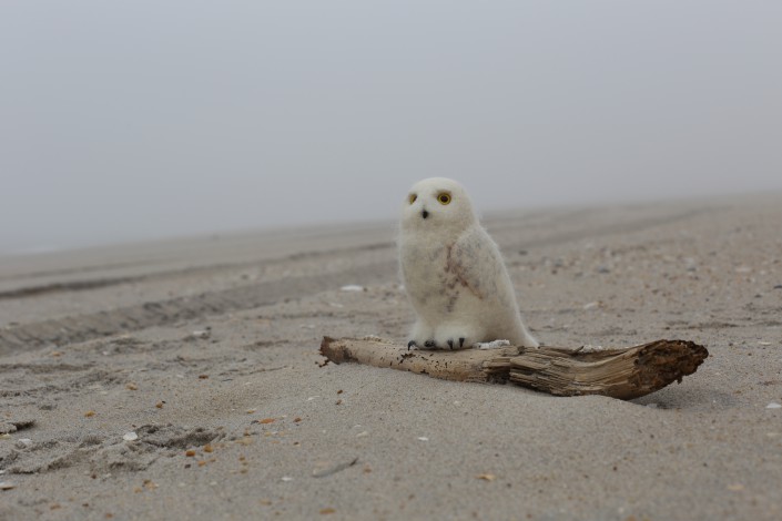 A Stuffed Owl hunts a desolate beach.