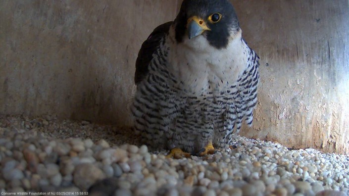 inside nestbox