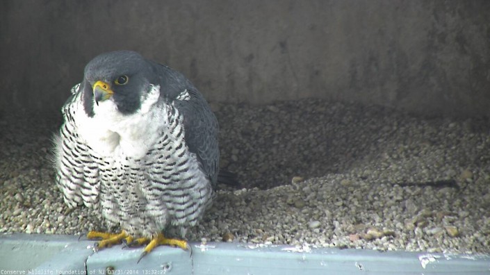 The male peregrine falcon, *2/*6, that nests at 101 Hudson St. As viewed from our new Falcon Cam!