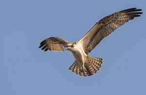 Ospreys return to their nesting grounds in mid-late March in New Jersey. © Howie Williams