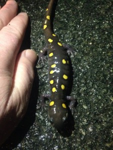 A spotted salamander crosses the road to travel to vernal pools for breeding. (c) Sean Grace